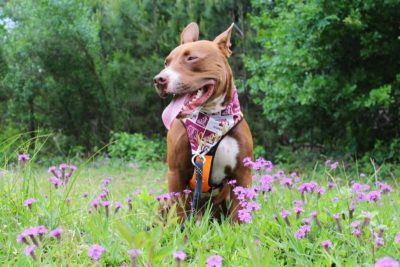 Unleashing the Power of Love: Pittie Mix Breaks Stereotypes and Rules Social Media