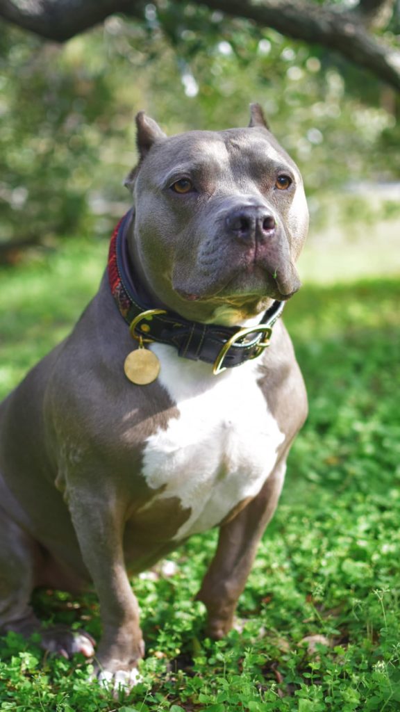 Pit Bull sitting pretty