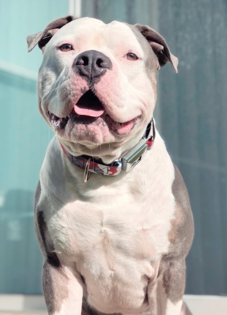 Pit Bull smiles