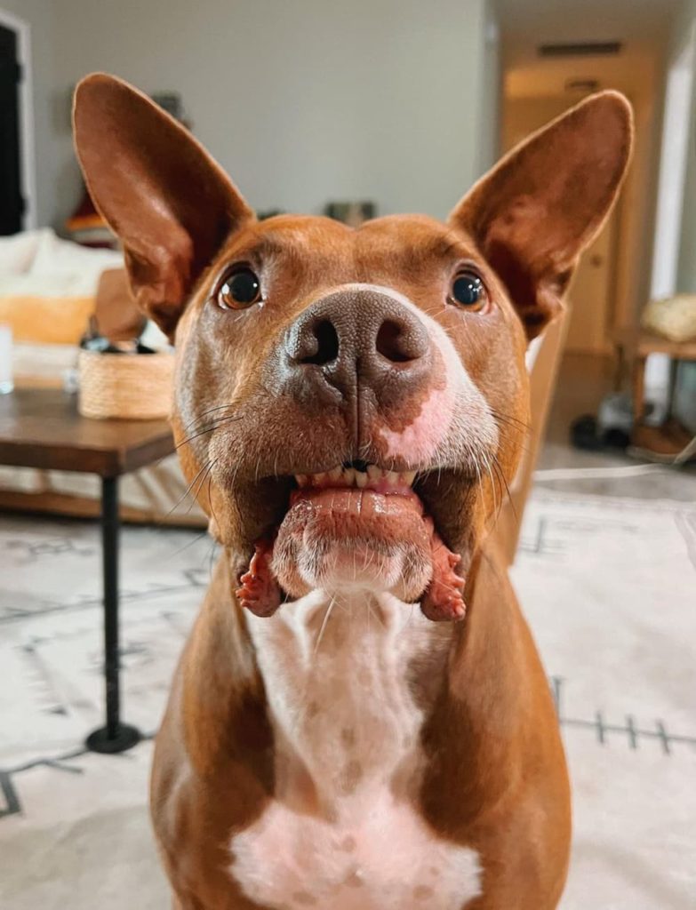 Baloo is a rescue dog