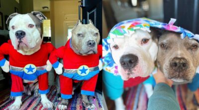 Pit Bull Influencers On a Mission To Change Hearts and Minds