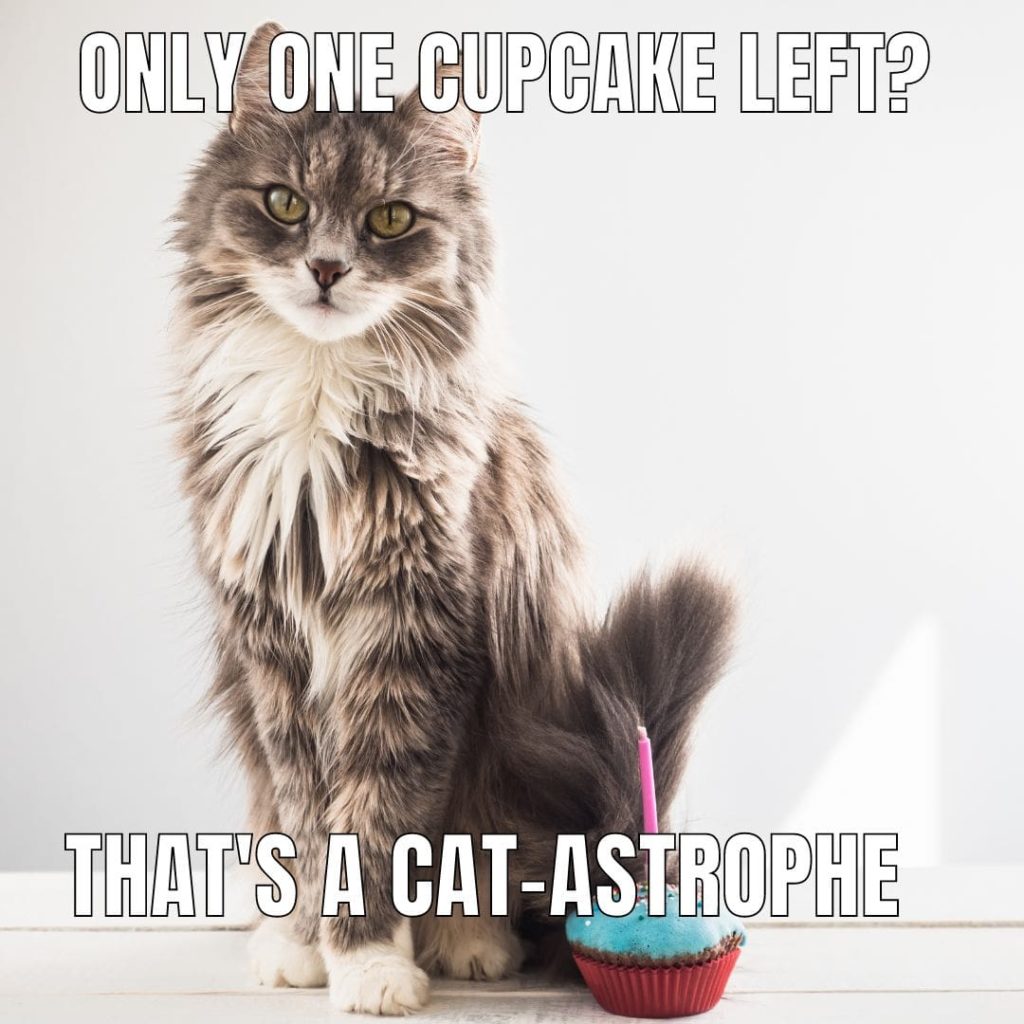 pun cat cupcake