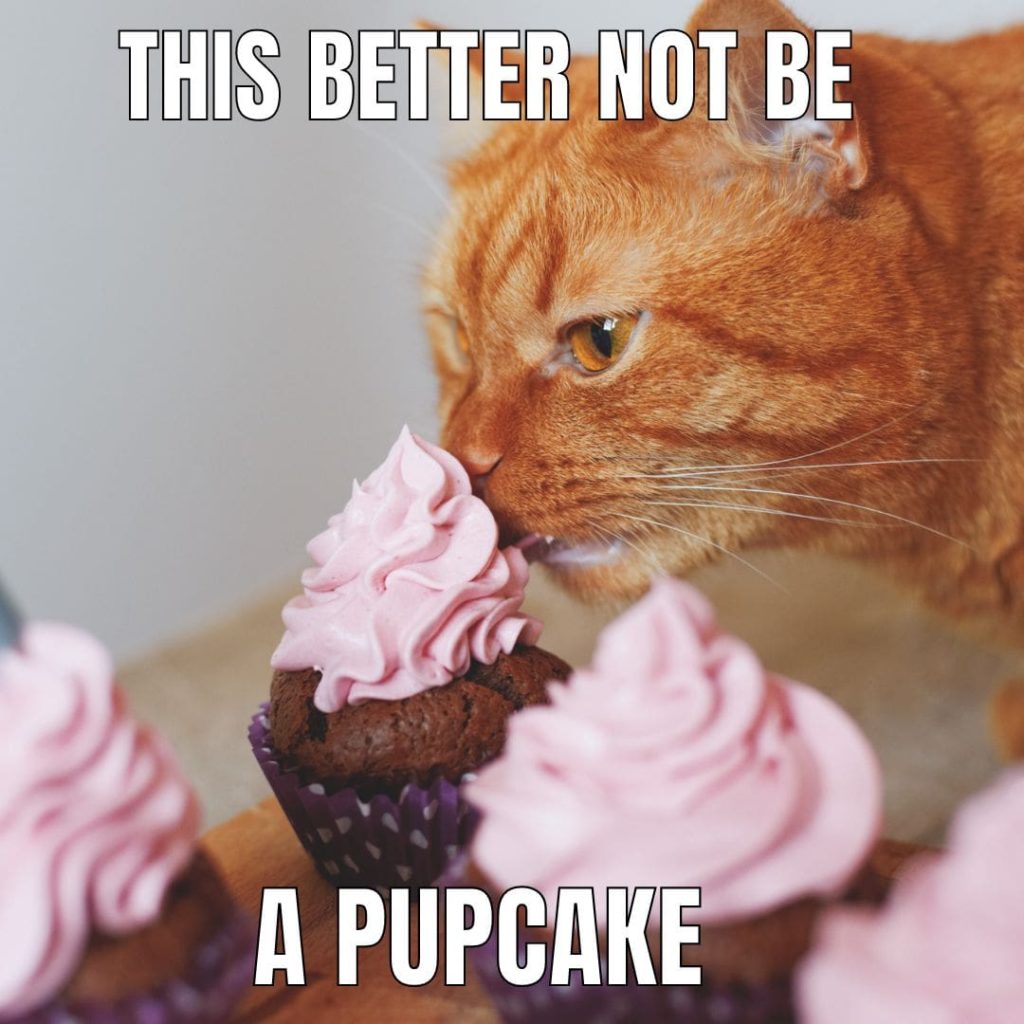 cat cupcake