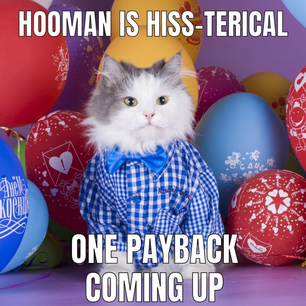 cat with balloons