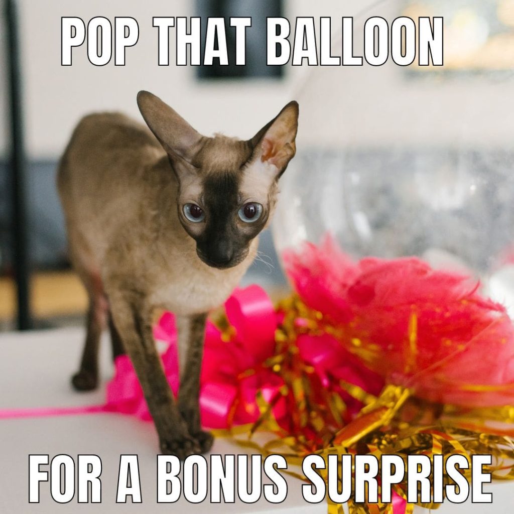 cat balloon
