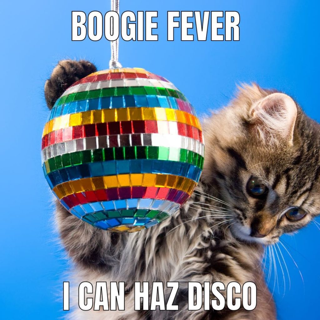 disco cat