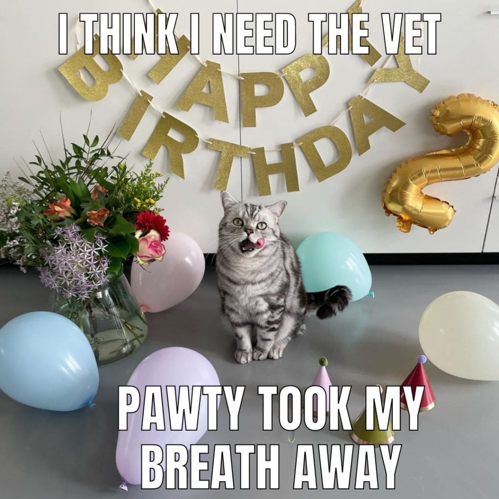 party cat time