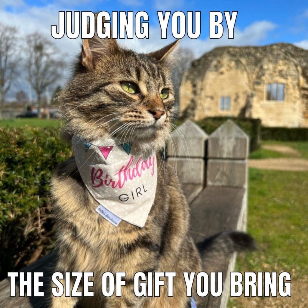 judging cat