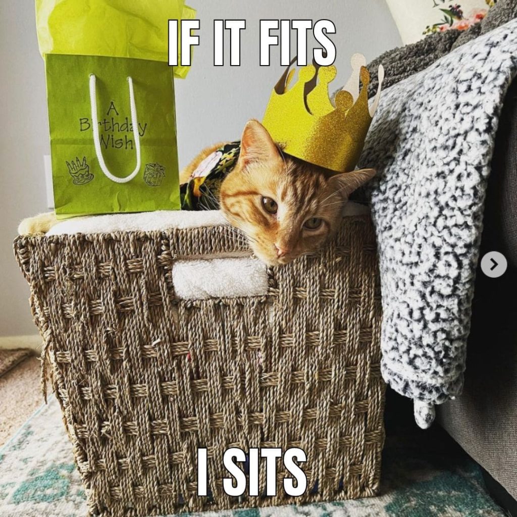 cat in a box