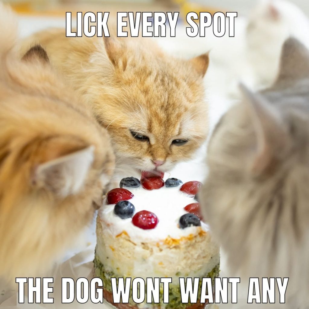 cats with cake