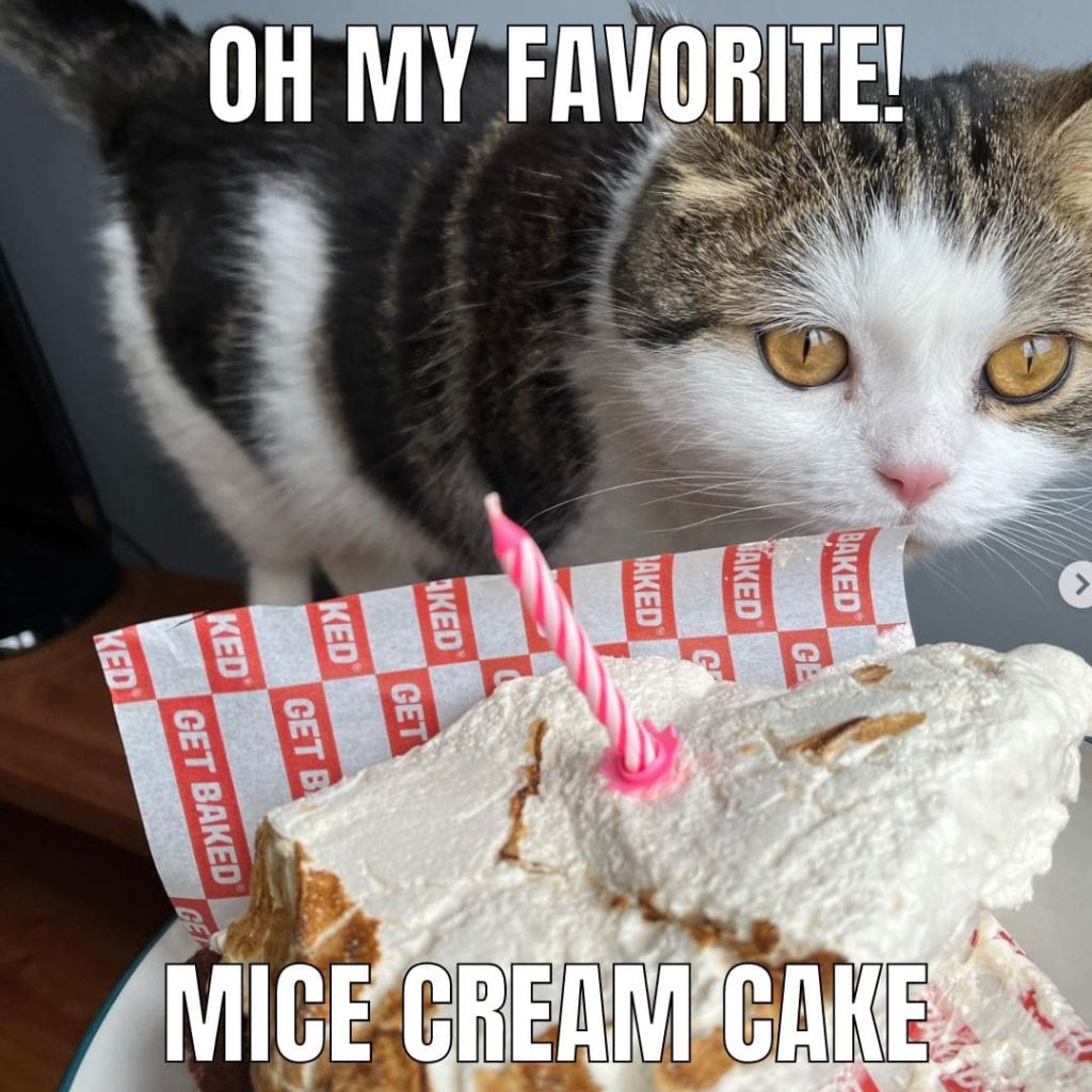 cat birthday