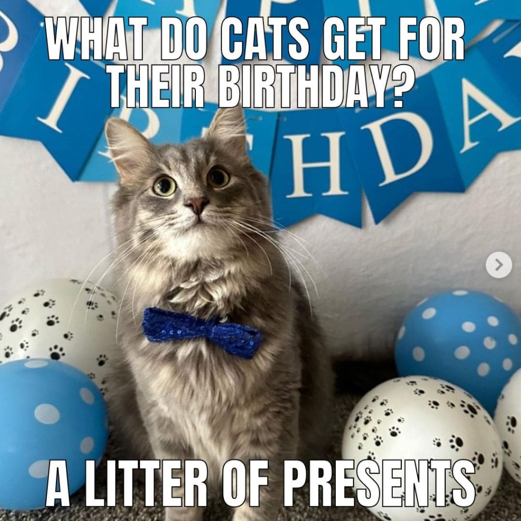joke cat birthday