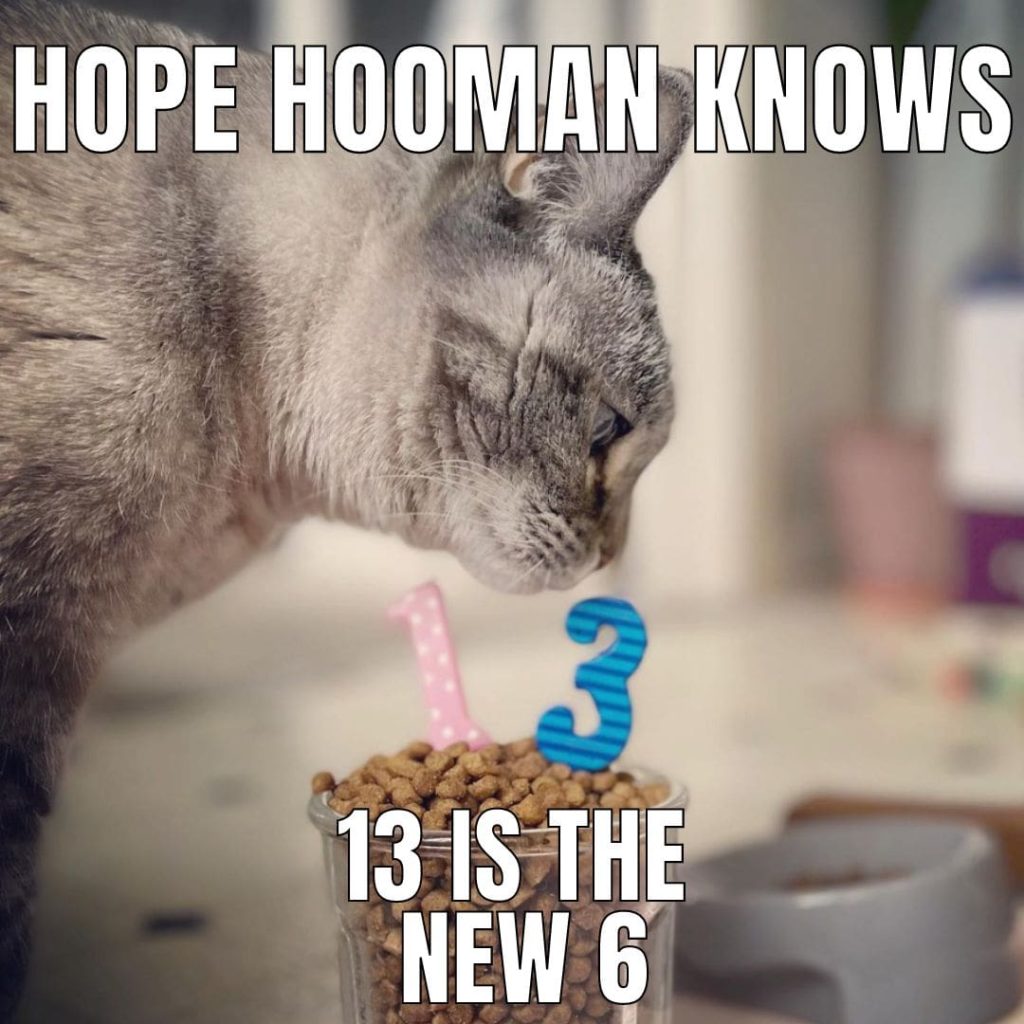 senior cat party
