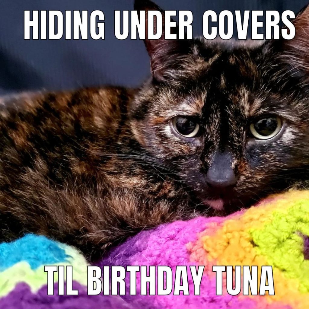 tuna cake cat