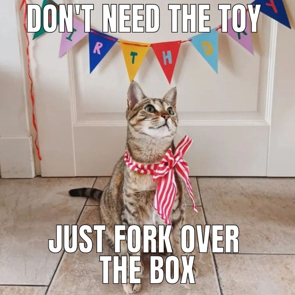 decorations cat meme