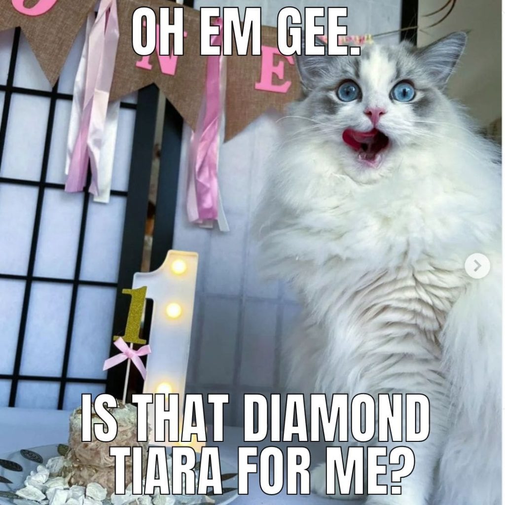 surprised cat birthday meme