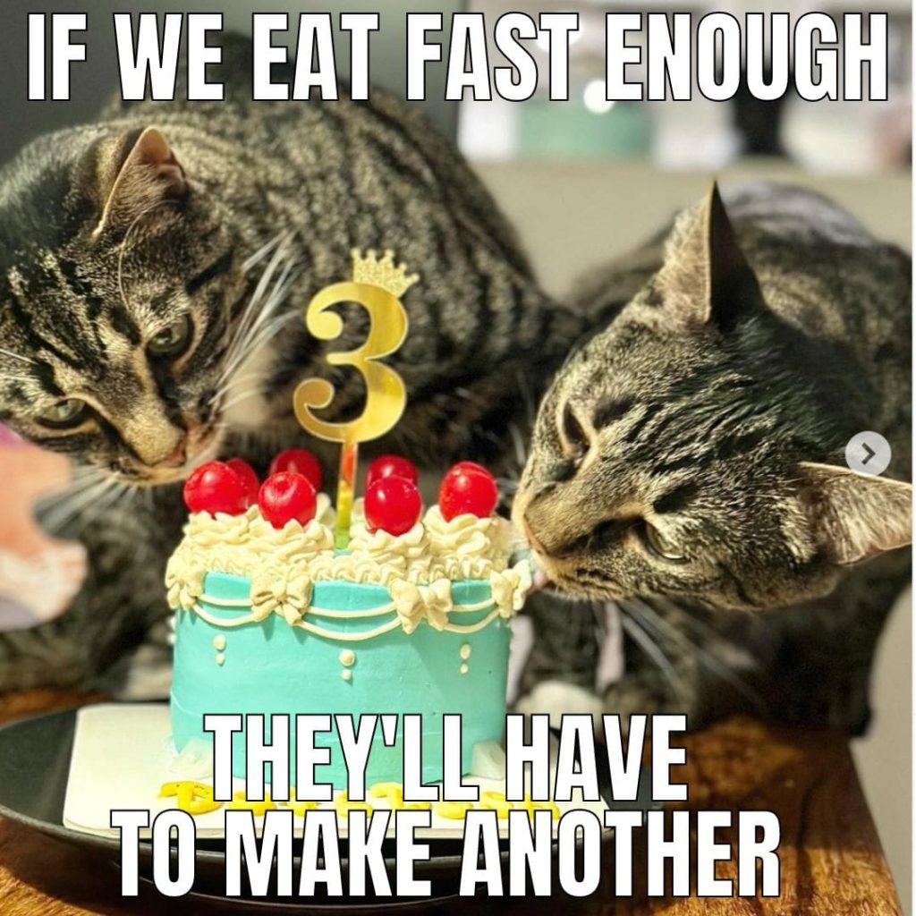 kittens with cake