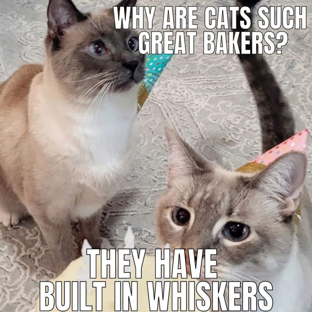 cat birthday jokes