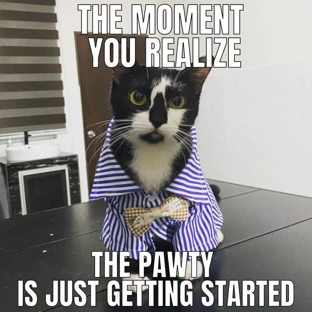 cat in clothes