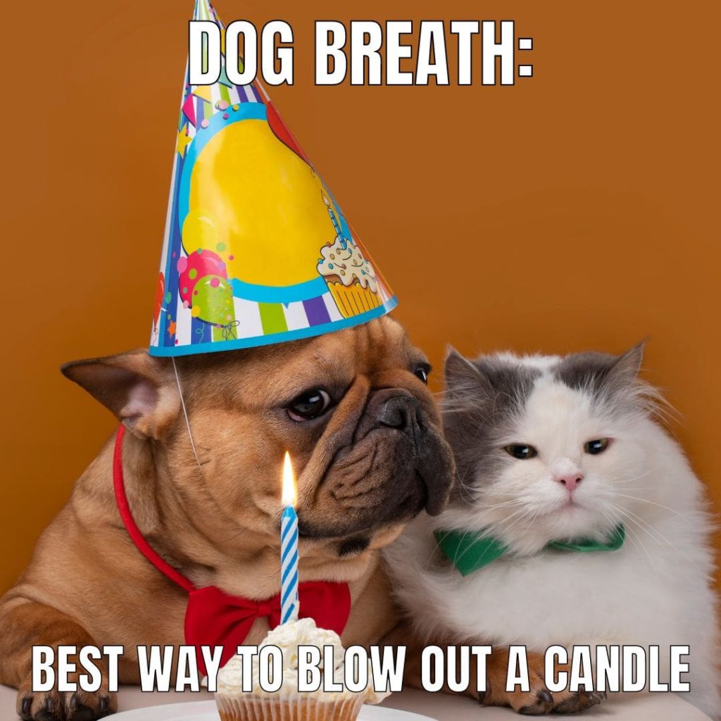 dog cat party
