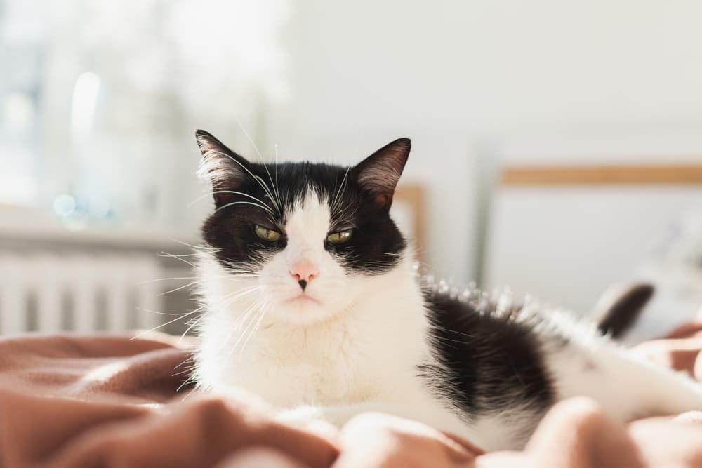 Cat on a comfortable bed at a cat friendly hotel