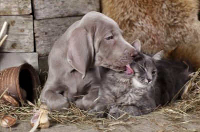 42 Best Quotes About Dogs and Cats Living Together
