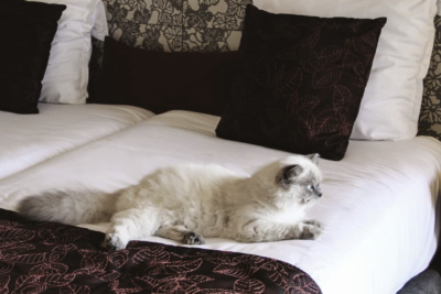 Best Cat-Friendly Hotels: 6 Chains That Cater to Felines