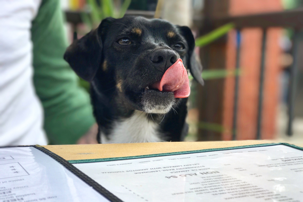 Dog licking chops at a restaurant