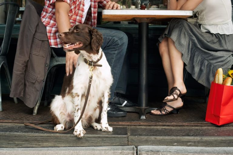 Dog sitting outside a restaurant with couple