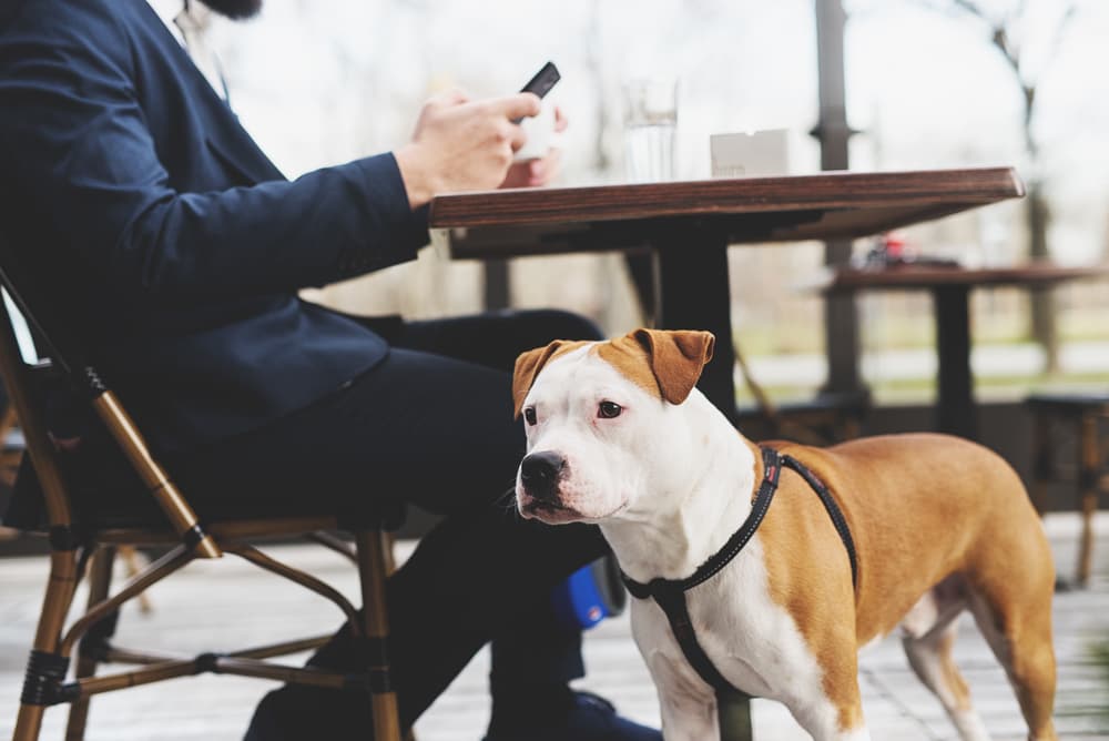 Dog outside at cafe with owner