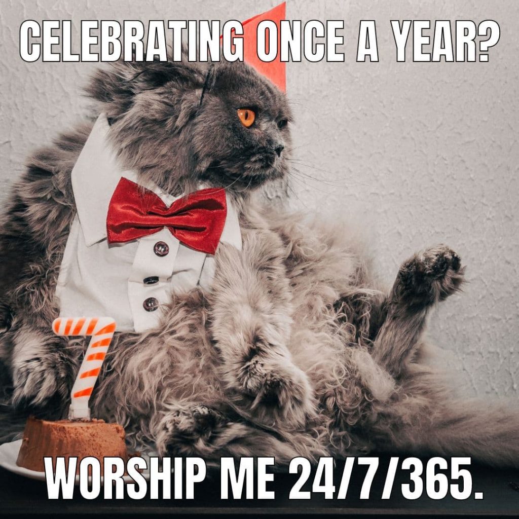 angry cat