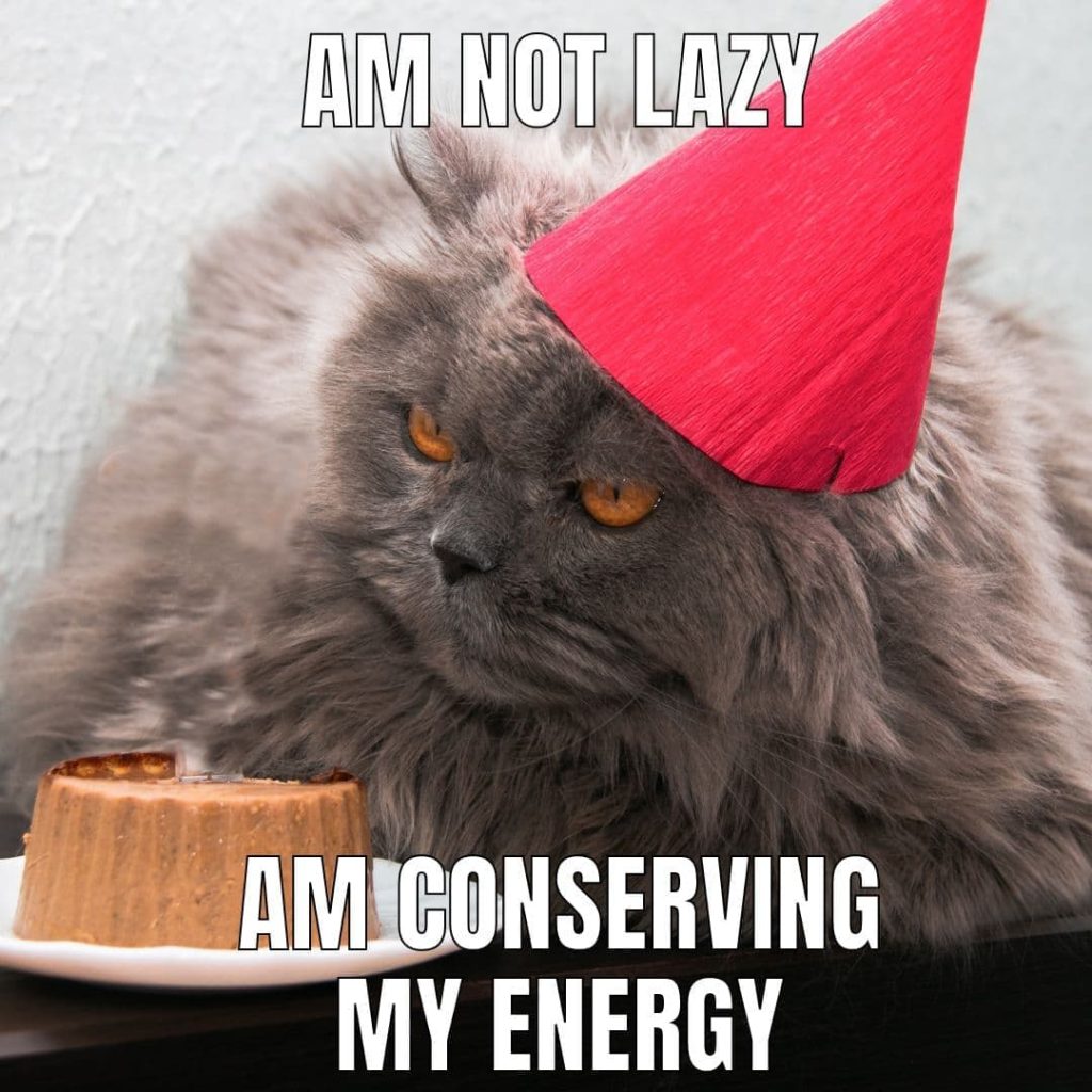 cat birthday hat