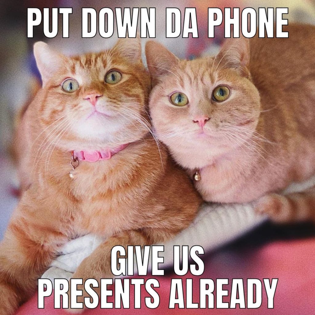 two cats birthday