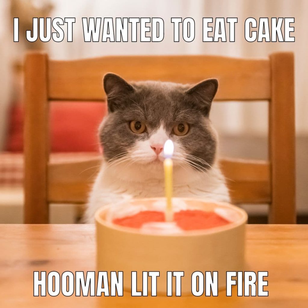 cat meme birthday