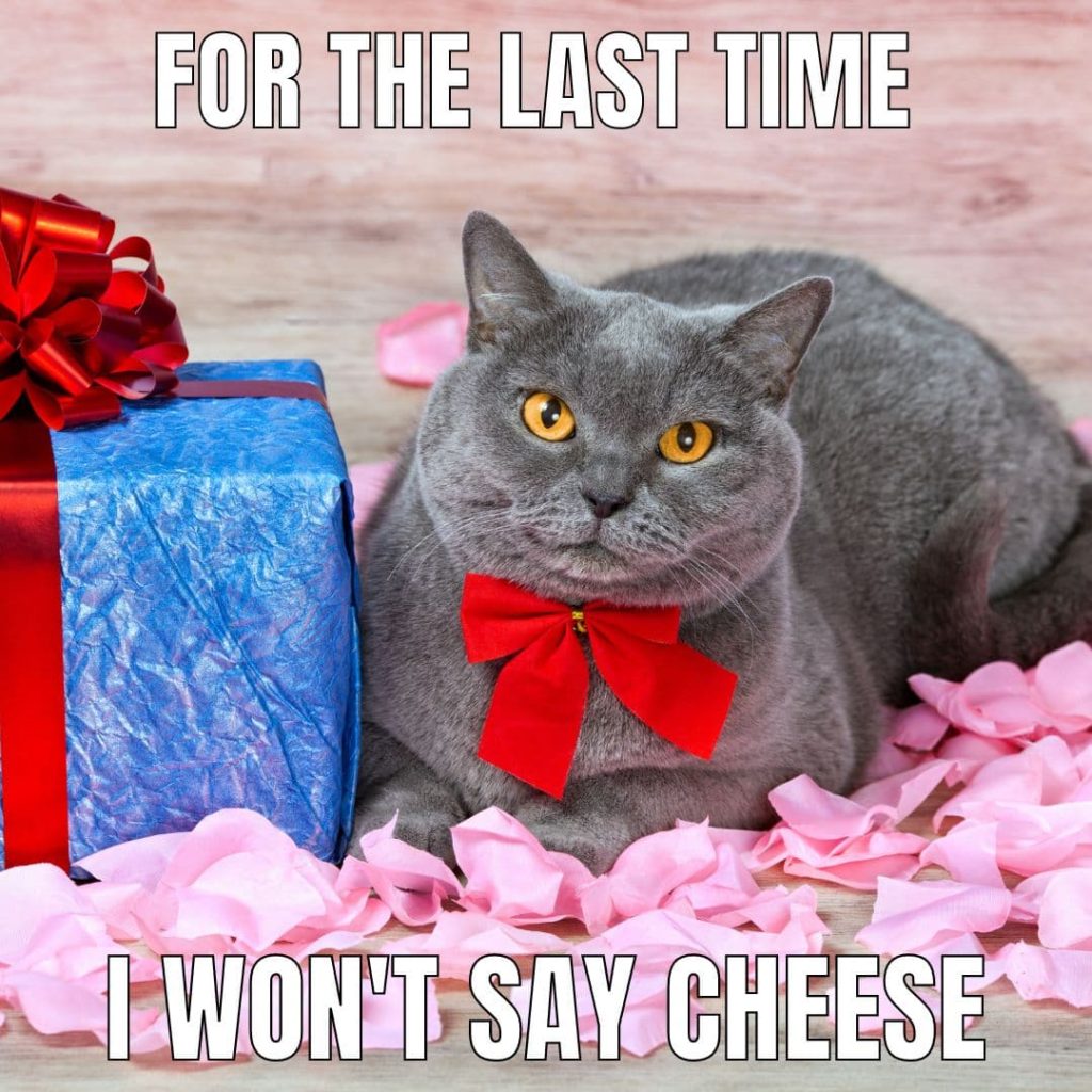 cheese cat meme