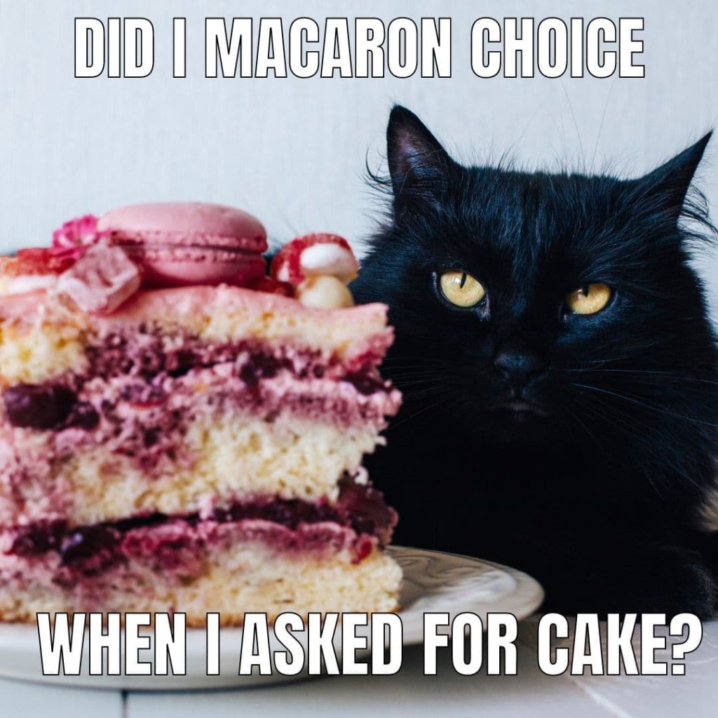 macaron cat