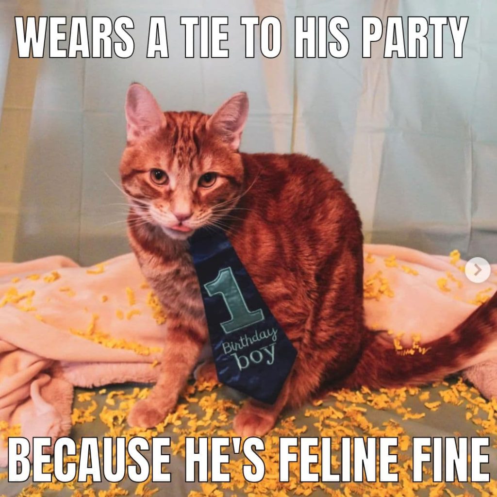 cat in a tie