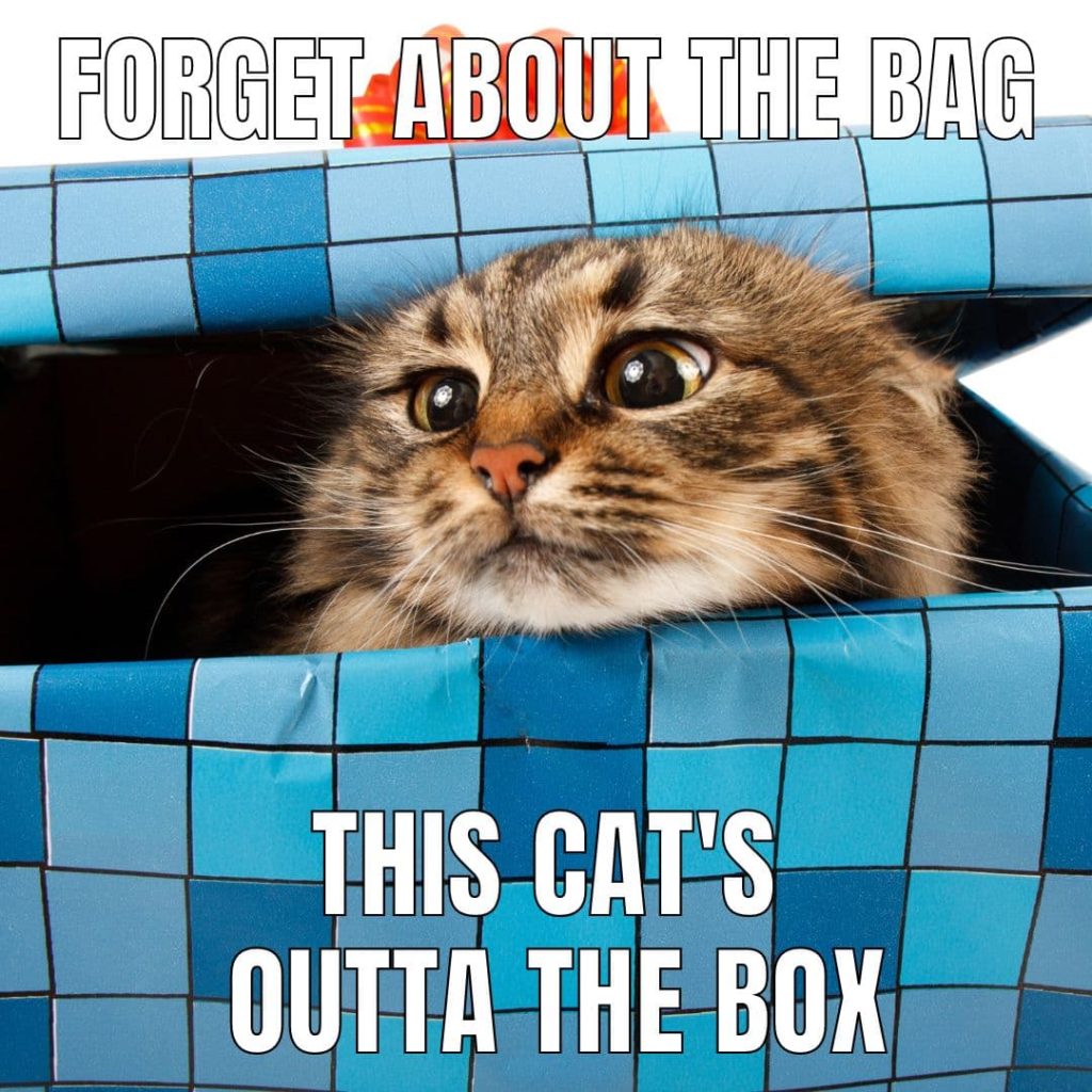 cat out of the box