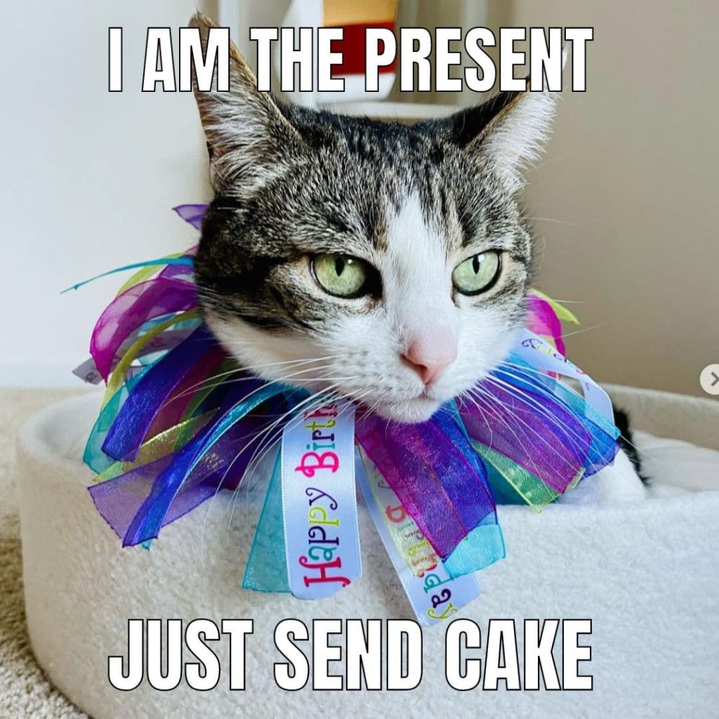 confetti cat