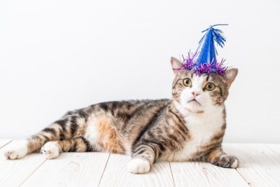 42 Best Cat Birthday Memes for Feline Festivities