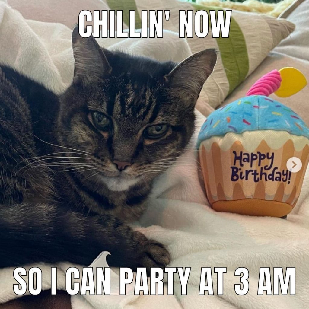 cat with toy time