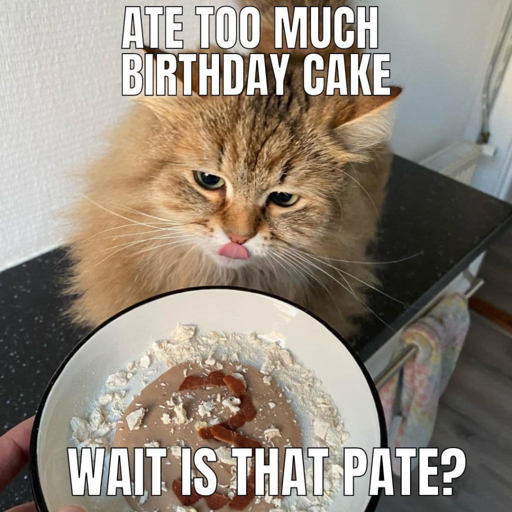 cat pate