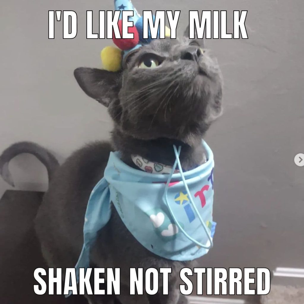 bandana kitty