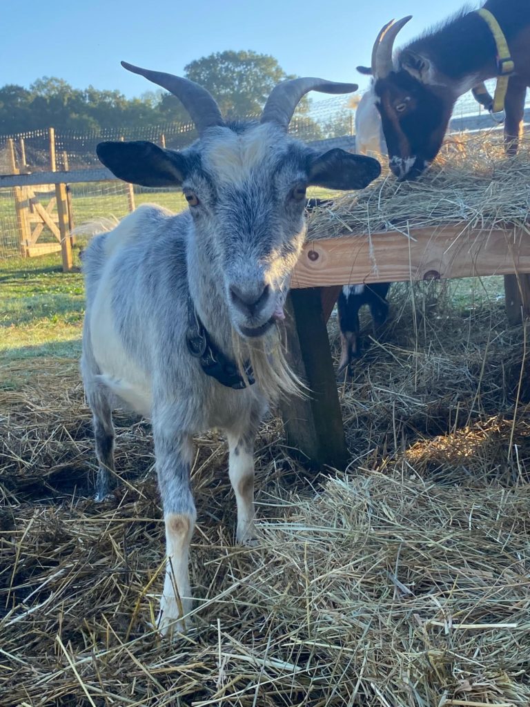 Violet, at Naughty Donkey Farm Sanctuary 