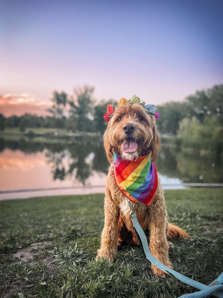 rainbow dog smile