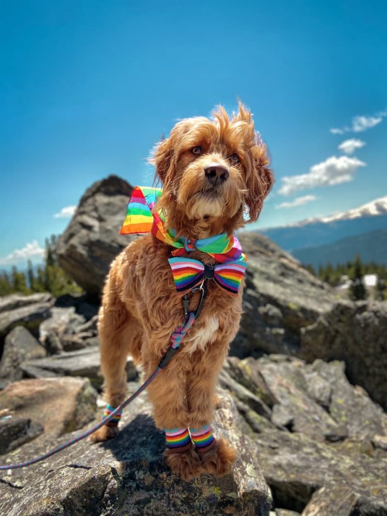 bowtie pride