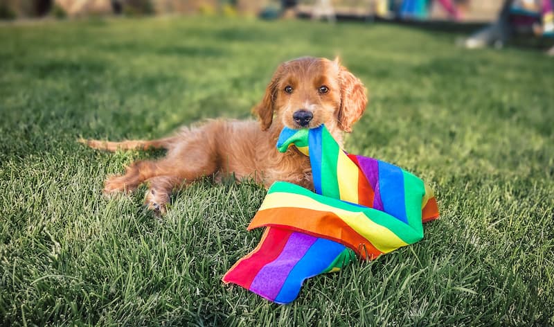 rainbow flag dog