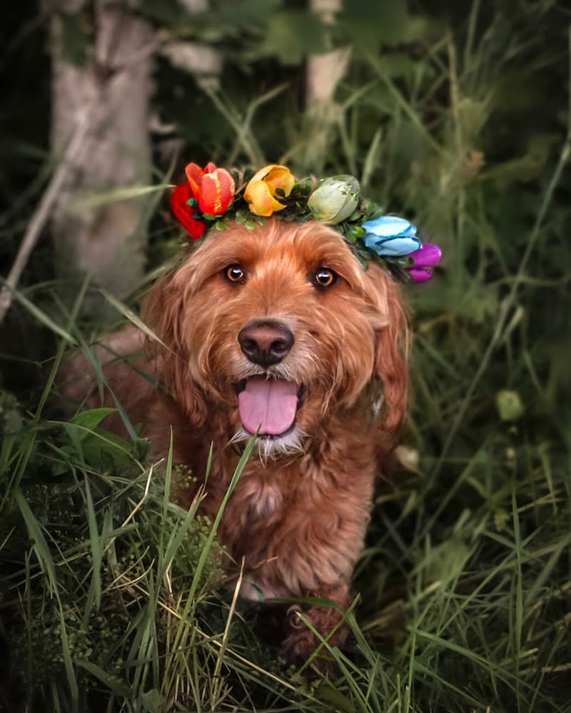 pride flowers dog