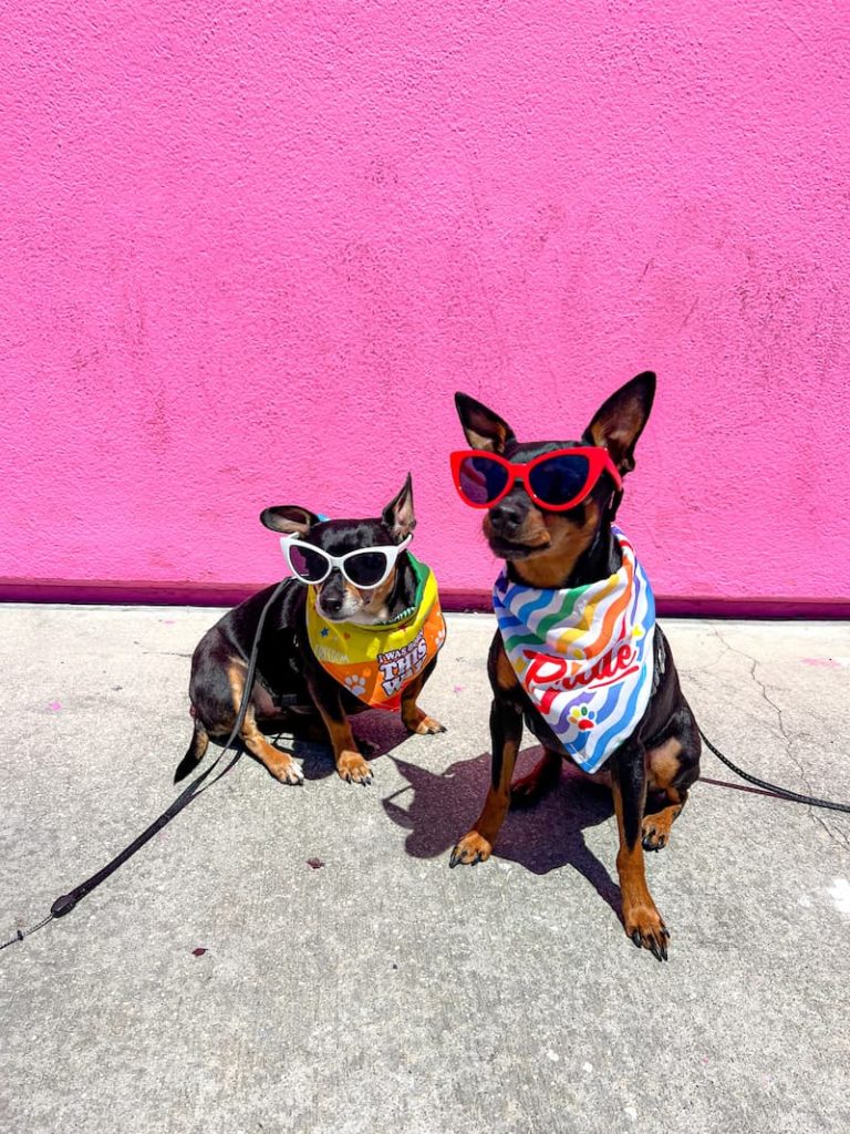 two dogs pride