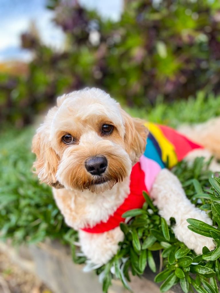 celebrates pride